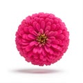 zinnia flower, hot pink Royalty Free Stock Photo