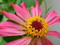 Zinnia flower macro, abstract natural background, wallpaper