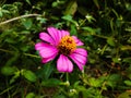 Zinnia flower with nature background Royalty Free Stock Photo