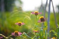 Zinnia flower on nature background Royalty Free Stock Photo