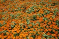 Zinnia flower planting crop at blooming stage Royalty Free Stock Photo