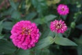 Zinnia flower. Sumer flower. Beauty of flower. Nature background Royalty Free Stock Photo