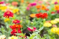 Zinnia Flower on tree Royalty Free Stock Photo