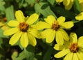 Zinnia flower(Zinnia violacea Cav.)