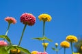 Zinnia flowers Royalty Free Stock Photo