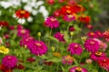 Zinnia flowers Royalty Free Stock Photo