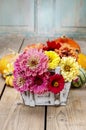 Zinnia autumn flowers Royalty Free Stock Photo