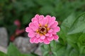 Zinnia Royalty Free Stock Photo