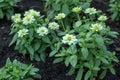 Zinnia Flowers Blooming Royalty Free Stock Photo