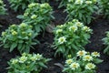 Zinnia Flowers Blooming Royalty Free Stock Photo