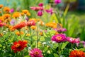 Zinnia flowers Royalty Free Stock Photo