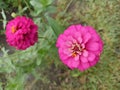 Zinnia flowers blooming top view. Close up of wild spring flower blossom on green grass background. Natural floral backgrounds Royalty Free Stock Photo