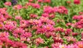 Zinnia flowers garden Royalty Free Stock Photo