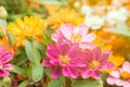 Zinnia flowers