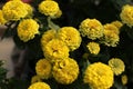 Zinnia flowers in the garden Royalty Free Stock Photo