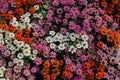 Zinnia flowers in the garden Royalty Free Stock Photo