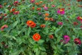 Zinnia flowers on a green background. Colorful zinnia garden in summertime.