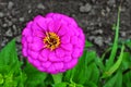 Zinnia flowers growing in a flower garden. A variety of Zinnia flowers