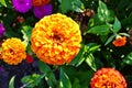 Zinnia flowers growing in a flower garden. A variety of Zinnia flowers Royalty Free Stock Photo