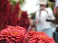 Zinnia flowers and tourist