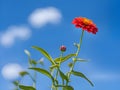 Zinnia flowers vertical in a garden with bright blue sky, Open space vertical greeting card design