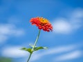 Zinnia flowers vertical in a garden with bright blue sky, Open space vertical greeting card design