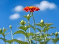 Zinnia flowers vertical in a garden with bright blue sky, Open space vertical greeting card design