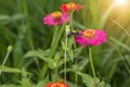 Zinnia flowers and wasp