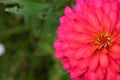 Zinnia flowerZinnia violacea Cav.