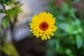 Zinnia in garden