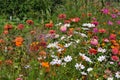 Zinnia, a genus of annual and perennial grasses and dwarf shrubs