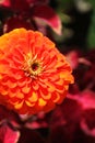 Brilliant Orange Zinnia asterales Royalty Free Stock Photo