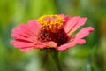 Zinnia - genus of plants of tribe Heliantheae within family Asteraceae