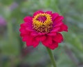 Zinnia is a genus of plants of the tribe Heliantheae within the family Asteraceae.