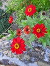 Zinnia haageana Regel or Mexican zinnia