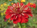 Zinnia Immature Curled Petals