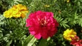 Zinnia, large mauve flower medium of yellow French marigolds and lush greenery