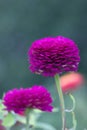 Zinnia. Lilac flower of Zinnia. Flower of Zinnia. Floral background.Common Classic Zinnia. Lilac flower. Purple flower. macro Royalty Free Stock Photo