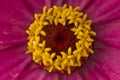 Zinnia macro shot . texture background