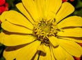 . A yellow zinnia bloom during early summer