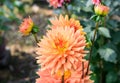 Zinnia - Multi layer orange petal flower plant, a genus of sunflower tribe daisy family. A sun loving plant Blooms in winter Royalty Free Stock Photo