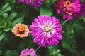 Zinnia pink purple flowers in the garden, blooming zinnias closeup Royalty Free Stock Photo