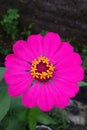 Zinnia plant flowers