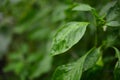 Zinnia plant leaves