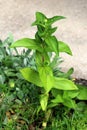 Zinnia plant with light green leaves and single closed flower bud on top surrounded with other plants in local urban garden