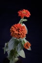 Zinnia plant with orange flowers