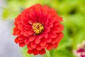 Zinnia plant