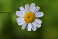 Zinnia Profusion White flower HD wallpaper Royalty Free Stock Photo