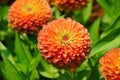 Zinnia `Queeny Lime Orange` flower at full bloom