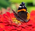 Zinnia red admiral butterfly feeding